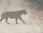 Harimau Sumatera Muncul Siang Hari di Jalur WIP Zamrud Siak