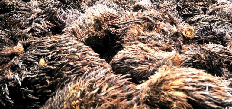 Untuk Ketahanan Pangan, Kemenperin Kaji TKKS hingga Sekam Padi Dijadikan Opsi Bahan Baku Bioetanol