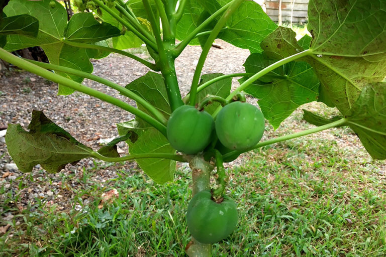 Cocok Dikembangkan di NTT, Buah Jarak  Miliki Potensi Sumber Energi Terbarukan