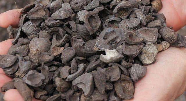 Produk Cangkang Sawit Indonesia Raup Rp1,04 Triliun di Jepang