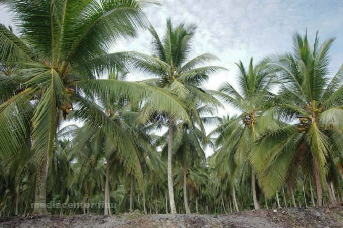 Sangat Menguntungkan Petani, Pemerintah Tidak Hentikan Ekspor Kelapa Bulat