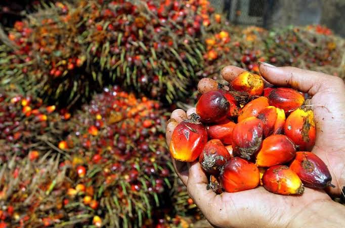 Disbun Jambi Berikan Keputusan Krusial Harga Kelapa Sawit Plasma