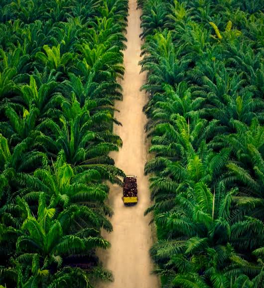 Pakar Lingkungan Asal Riau Minta Lahan Sitaan Satgas PKH Dijadikan Kawasan Hutan Lagi
