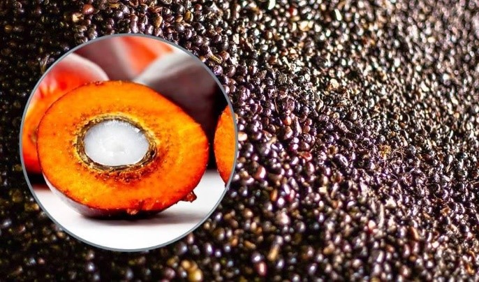 Harga PK Hasil Tender PT KPBN Periode 1 Juli 2025 Naik Rp 10.000 Per Kg