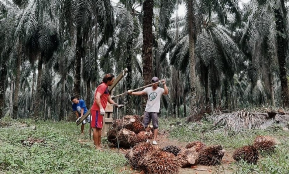 Awal Tahun, Harga TBS Sawit Mitra Plasma Sumut Turun