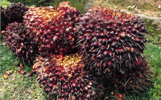 Minggu Ini, Harga TBS Sawit Swadaya Riau Meledak, Tembus Rp3.563 per Kilogram
