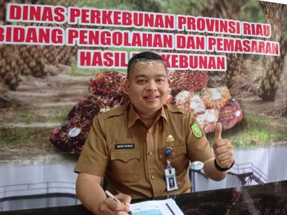 Naik, Pekan Ini Kelapa Sawit Mitra Plasma di Riau Tertinggi Dihargai Rp3.543 per Kg