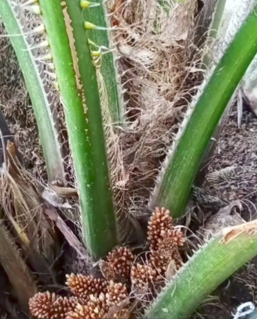 Bunga Up Normal ''Hantui'' Petani Sawit, Jangan Panik! Ini Solusinya