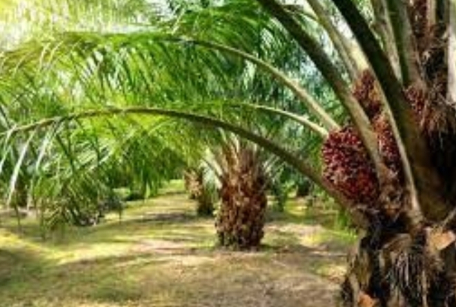 Tingkatkan PAD, BPKPD Sulbar Sasar Perusahaan Sawit
