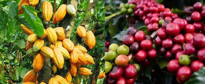 Kakao dan Kopi Sulteng Mendunia