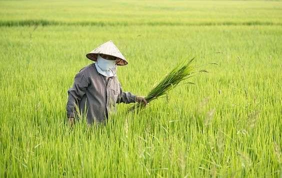 Waduh, NTP Riau Turun ke Peringkat Dua Terendah se-Sumatera