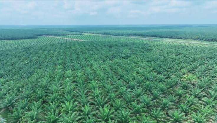 Disbun Kalteng Kebut Penerbitan STDB Kebun Sawit Rakyat