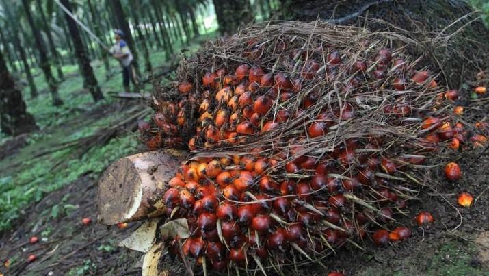 Hal-hal yang Menyebabkan Rendahnya Produktivitas Sawit, Diantaranya Kurang Pemupukan