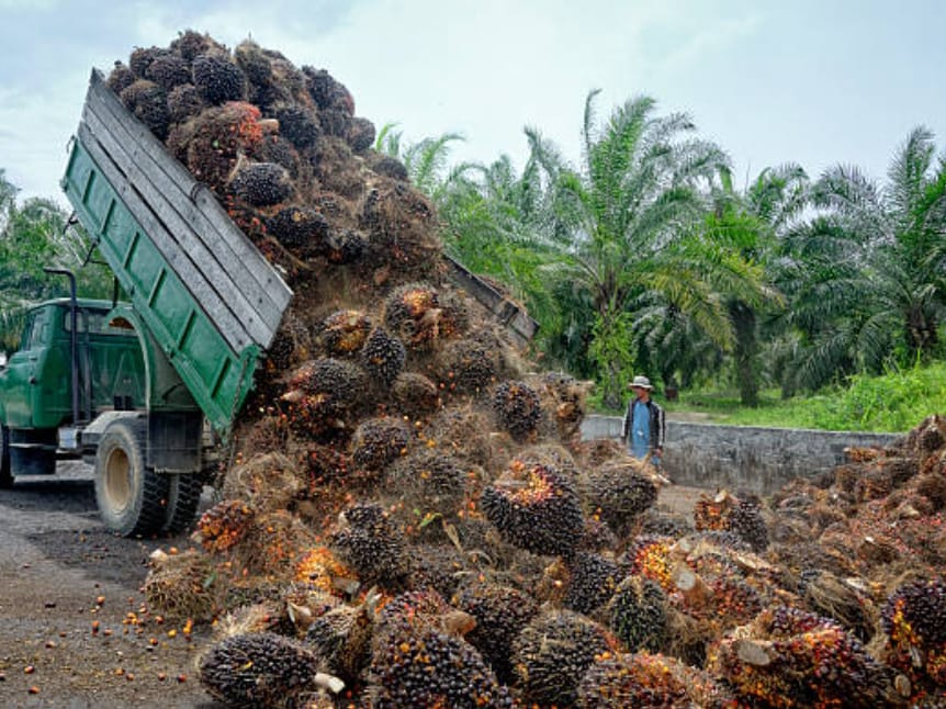 Naik, TBS Sawit Mitra Swadaya Riau Periode 16-22 Juli Dihargai Rp 3.358,99 per Kg