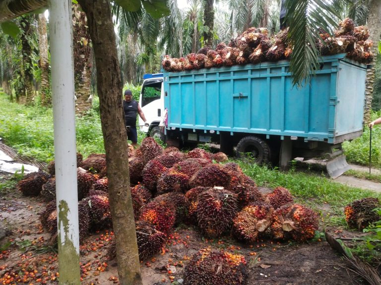 Produktivitas Sawit Menurun? Ini Penyebab
