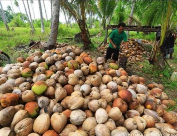 80.000 Hektar Kebun Kelapa Milik Petani Inhil Butuh Peremajaan