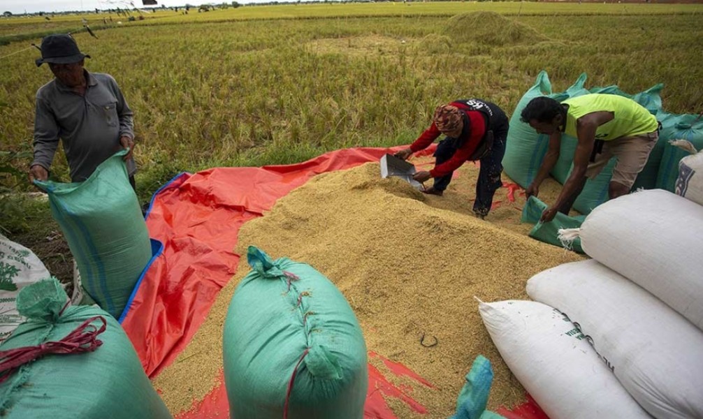 Beli Gabah Petani Harga Maksimal, Bulog Dimodali Rp 16,6 Triliun