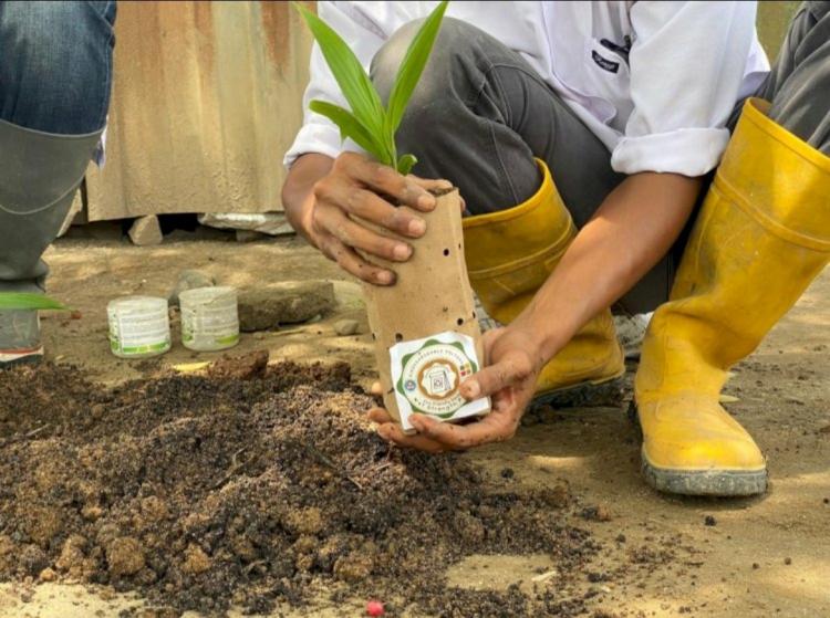 Tandan Kosong Kelapa Sawit Dijadikan Paper Bag untuk Gantikan Polybag di Pembibitan Sawit, Tahan Basah Lagi