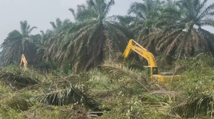Pemprov Riau Targetkan 10 Ribu Hektar Kebun Sawit di Replanting Tahun Ini