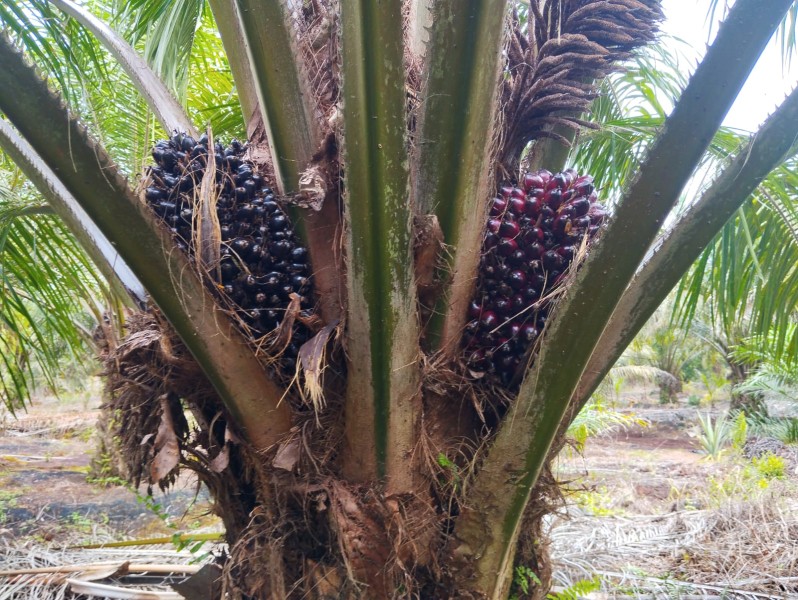 Ini Karakteristik Pohon Kelapa Sehat Menurut Konsultan Perkebunan