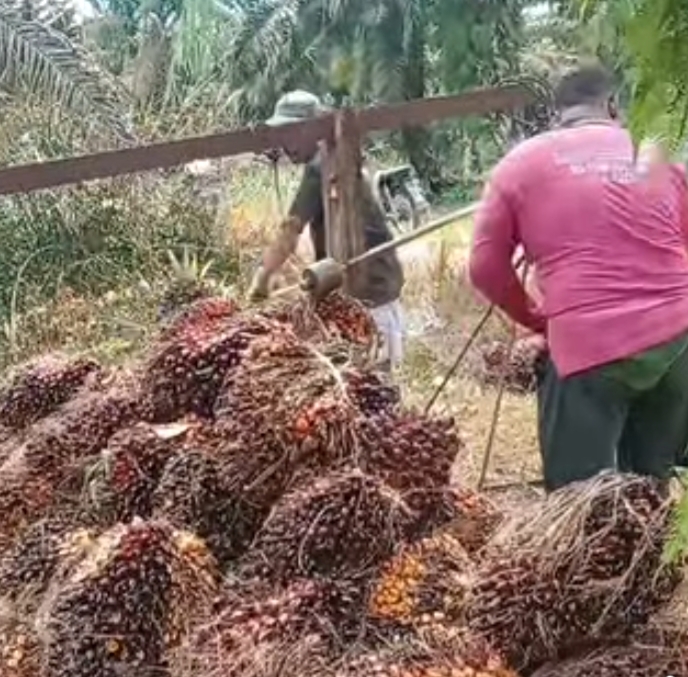 Horeee, Harga Sawit Mitra Swadaya di Riau Naik