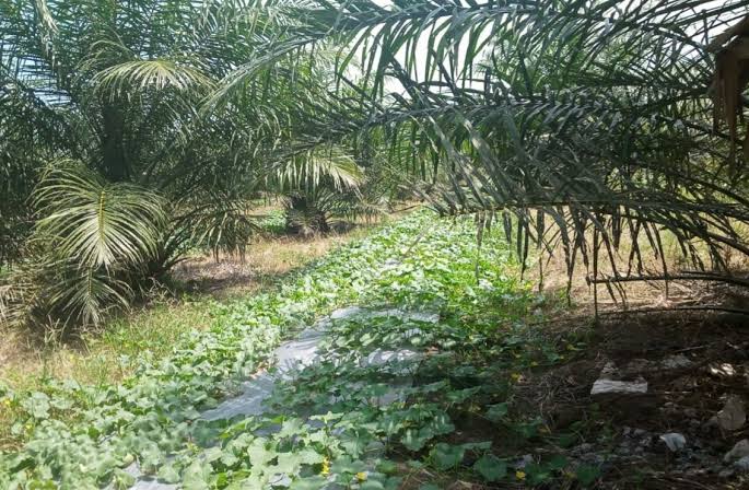 Tanami Pisang dan Semangka di Lahan Sawitnya, Petani di Kampar Untung Besar
