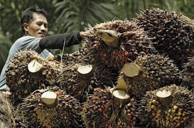 Harga TBS Mitra Plasma di Wilayah Barat Aceh Periode 1 Hingga 14 Mei 2025 juga Turun
