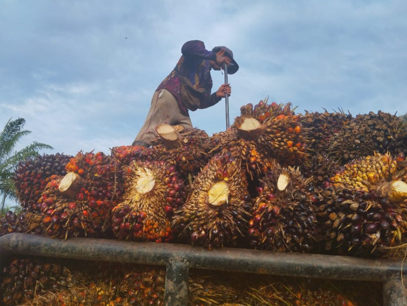 Naiknya Harga CPO dan PK Mendongkrak Harga TBS Kelapa Sawit Mitra Plasma Sumut