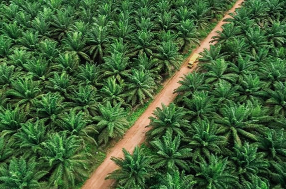 Kebun Tamora Catatkan Kinerja Gemilang Sepanjang Tahun 2024