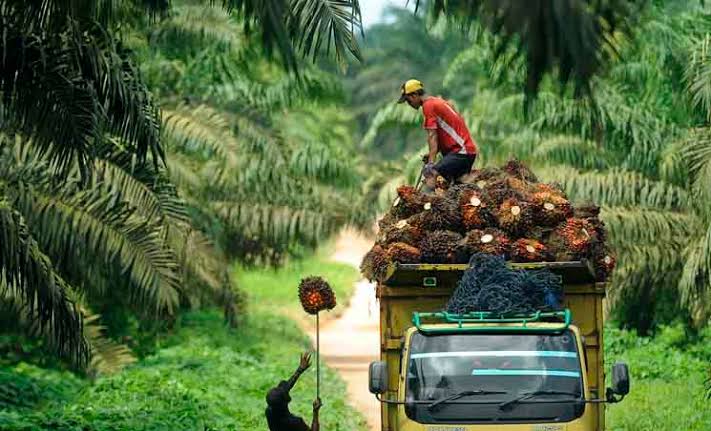 RPN akan Launching Riset dan Endorse Teknologi Terbaru Kelapa