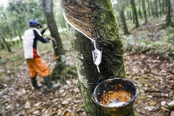 Kebun Karet di Riau Banyak Alih Fungsi ke Sawit