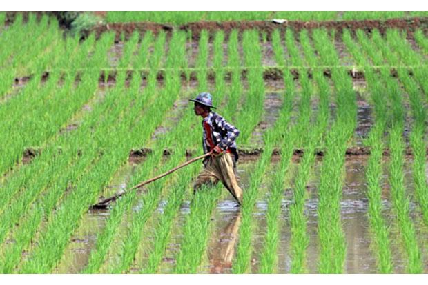 Jaga Produktivitas Pertanian, AHY Minta Lahan Persawahan Terlindungi dengan Baik