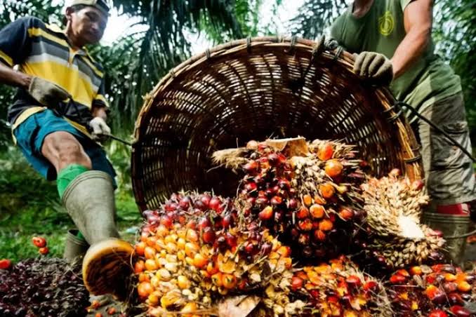 Harga TBS Sawit di Sumut Naik Lagi, Harga Tertinggi Umur 10-20 Tahun, Dibeli Rp 3.592 per Kilogram