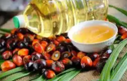 CPO Hasil Tender KPBN Hari Ini Turun Tipis