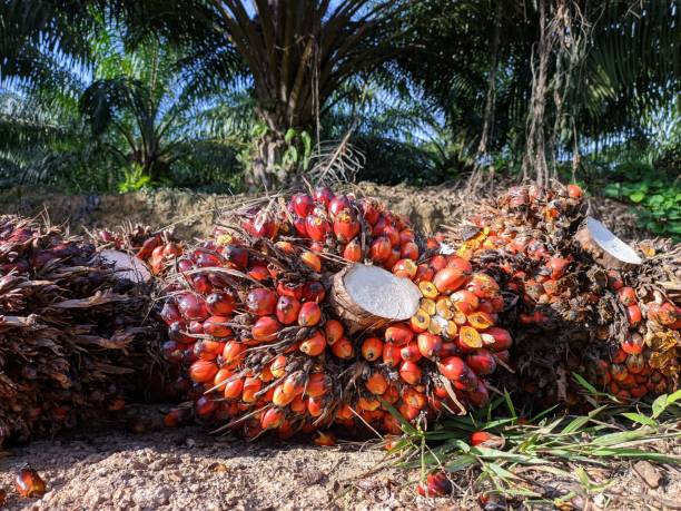 Kenaikan Indeks K Buat Harga Kelapa Sawit Riau Ikut Meroket