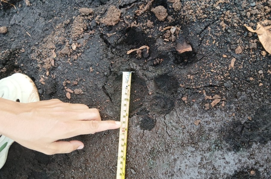 Dikira Sapi, Warga Sungai Apit Bertemu Harimau Sumatera