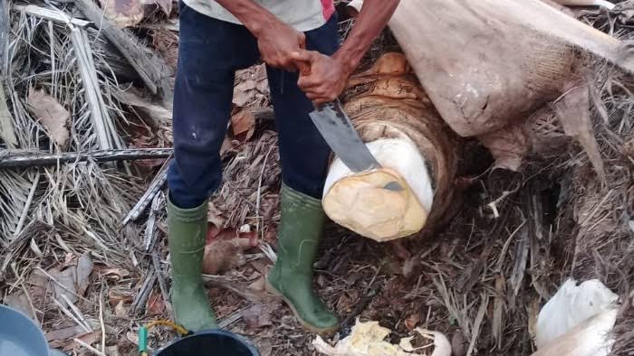 Saat Replanting, Usaha Nira Solusi Penghasilan Petani Sawit