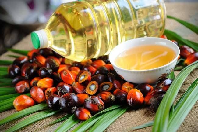Harga CPO di Pasar Global Naik, Tender PT KPBN Malah Berakhir WD