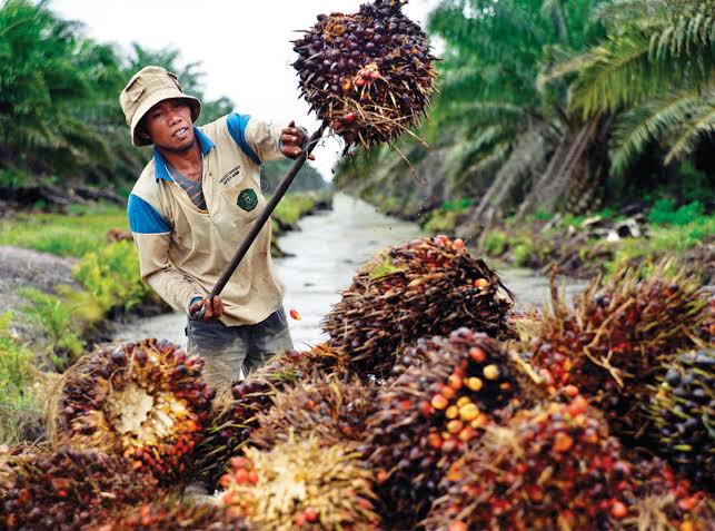 Harga TBS Kelapa Sawit Mitra Plasma Riau Naik, Petani Nikmati Keuntungan