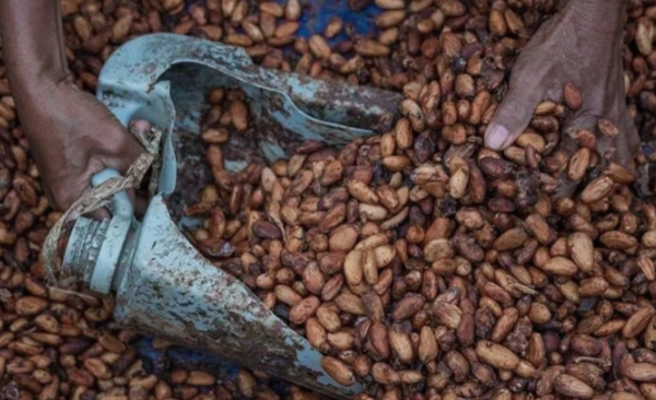 Kemendag Catat Kenaikan Harga Biji Kakao
