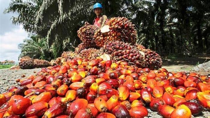 Harga Sawit Plasma Kaltim Periode Juni Turun Rp138,58 per Kg