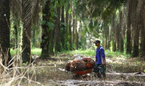 PSR Tepat Waktu Bisa Tingkatkan Produktivitas Sawit Dua Kali Lipat