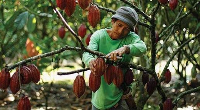 Kementan Anggarkan Dana Rp9 Triliun untuk Peremajaan Perkebunan, Apa Saja!
