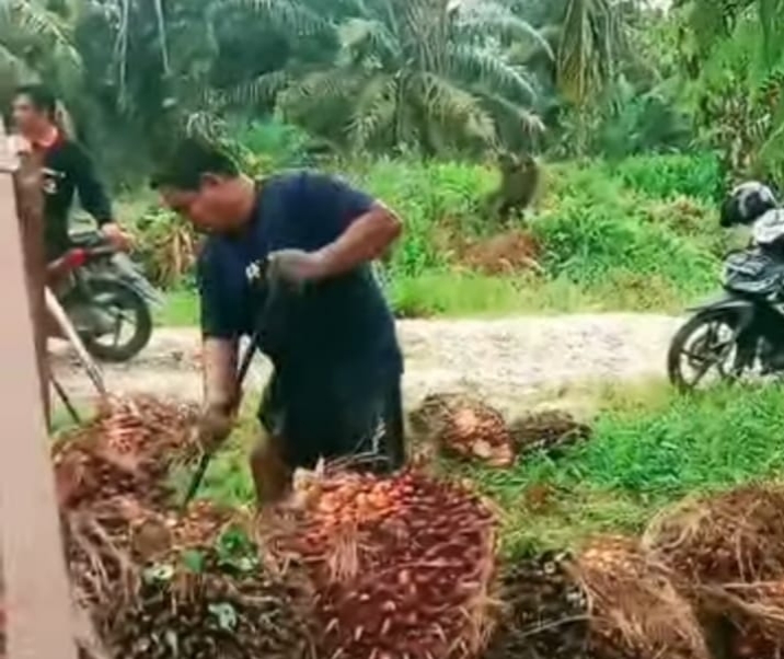 Satu Minggu Kedepan, Harga Sawit Jambi Naik