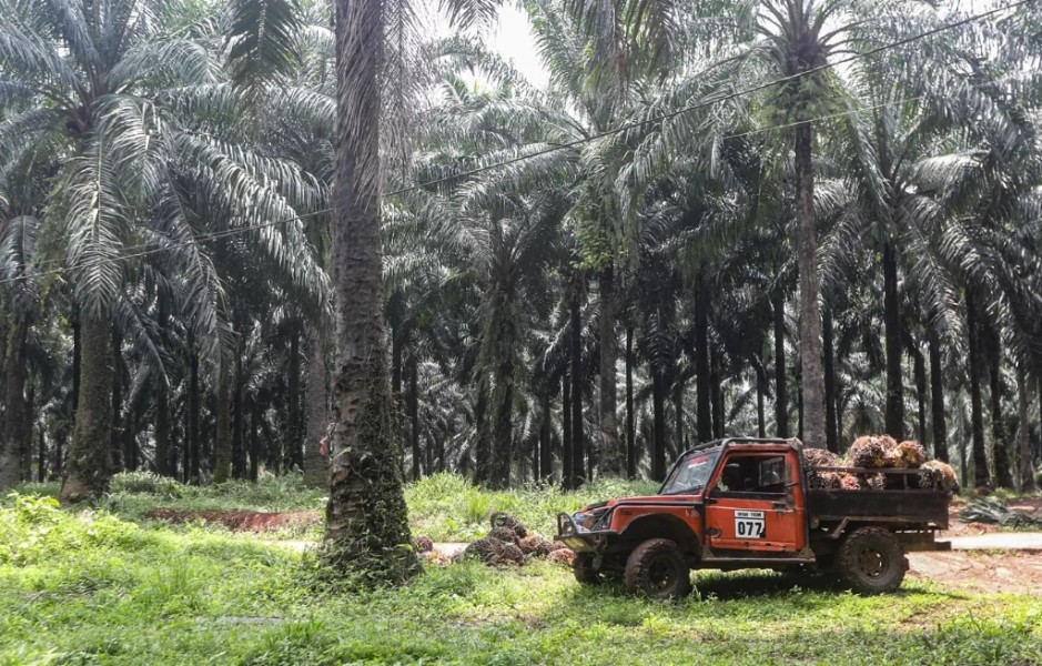Penyitaan Sawit Oleh Satgas PKH Dikritisi, Peneliti Eugenia: Bisa Ganggu Iklim Investasi Nasional
