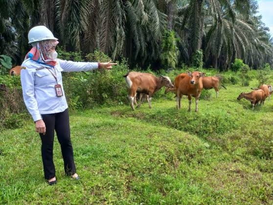 Gulma di Bawah Sawit Solusi Murah Pakan Ternak Nasional