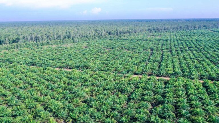 Industri Sawit Terus Dikembangkan, Fokus Pemerintah Daya Saing dan Berkelanjutan