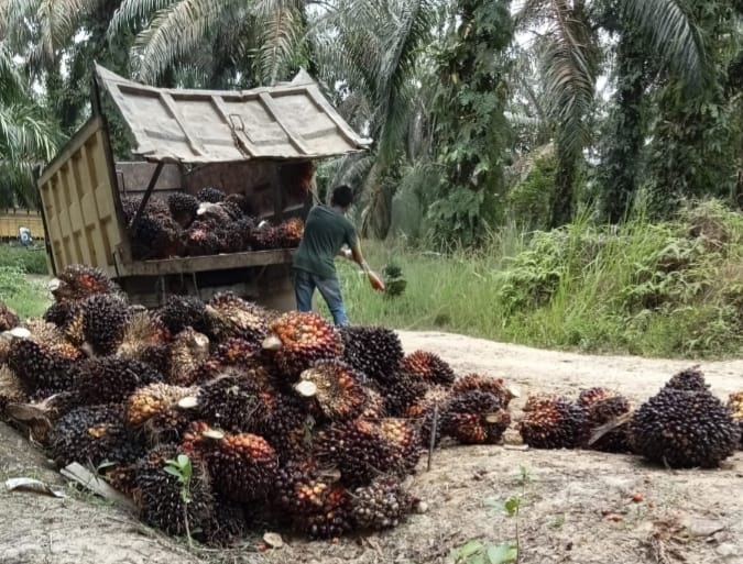 Hasil Riset IPOSS, Kelapa Sawit Tetap Memegang Peran Penting dalam Perekonomian Indonesia