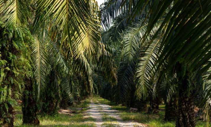 Hasil Riset, Agroforestri Diyakini Mampu Tingkatkan Produktivitas Sawit dan Ramah Lingkungan