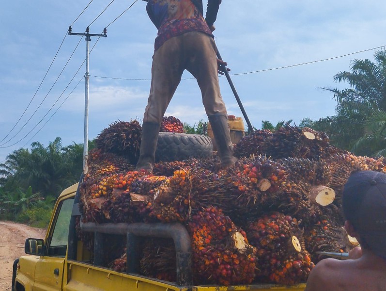 Periode 17–23 September, Harga TBS Swadaya Riau Merosot ke Rp3.630,92 per Kg